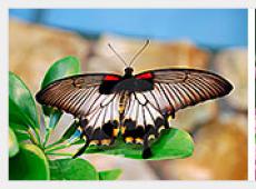 Бизнес-план парка живых тропических бабочек Разведение бабочек как бизнес